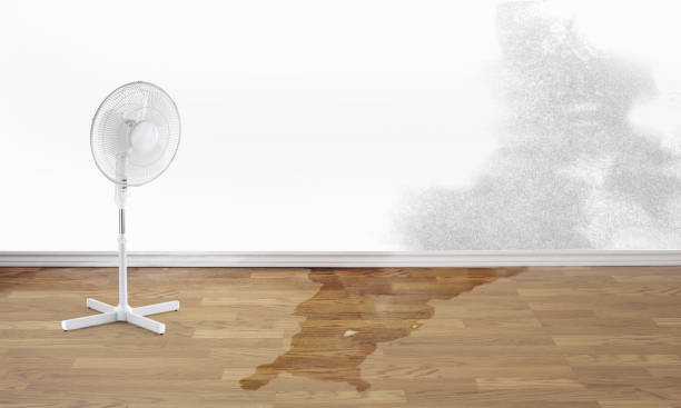Best Carpet water damage restoration  in Kings Park West, VA